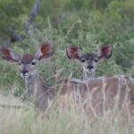 Hoedspruit: HALF Day in the Iconic Kruger National Park! - FAQ