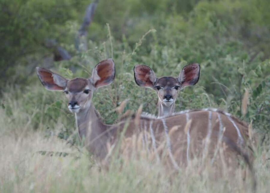 Hoedspruit: HALF Day in the Iconic Kruger National Park! - FAQ