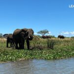 Hoedspruit: Private Kruger National Park Full-Day Safari - The Experience in Detail