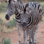 Hoedspruit: Sunrise Safari in Greater Kruger Private Reserve - What Makes This Safari Stand Out