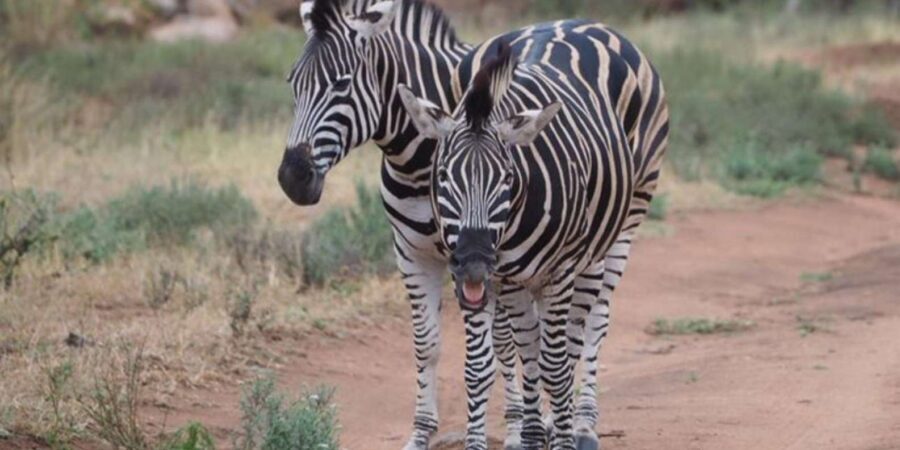 Hoedspruit: Sunrise Safari in Greater Kruger Private Reserve - What Makes This Safari Stand Out