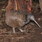 Hokitika: The National Kiwi Centre Tickets - A Closer Look at the Experience