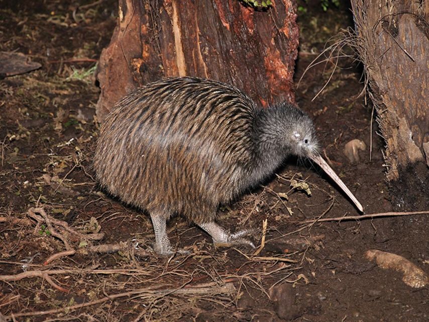 Hokitika: The National Kiwi Centre Tickets - A Closer Look at the Experience