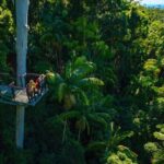 Hop on Hop off - Tamborine Rainforest Skywalk + Glow Worm Caves - What to Expect from the Itinerary: In-Depth Breakdown