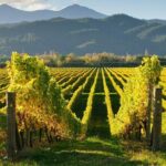 Hop on Hop off Wine Tours Marlborough - The Sum Up
