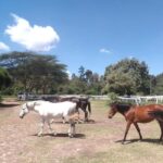 Horse Riding Tour Adventure in Nairobi - The Ride: What to Expect