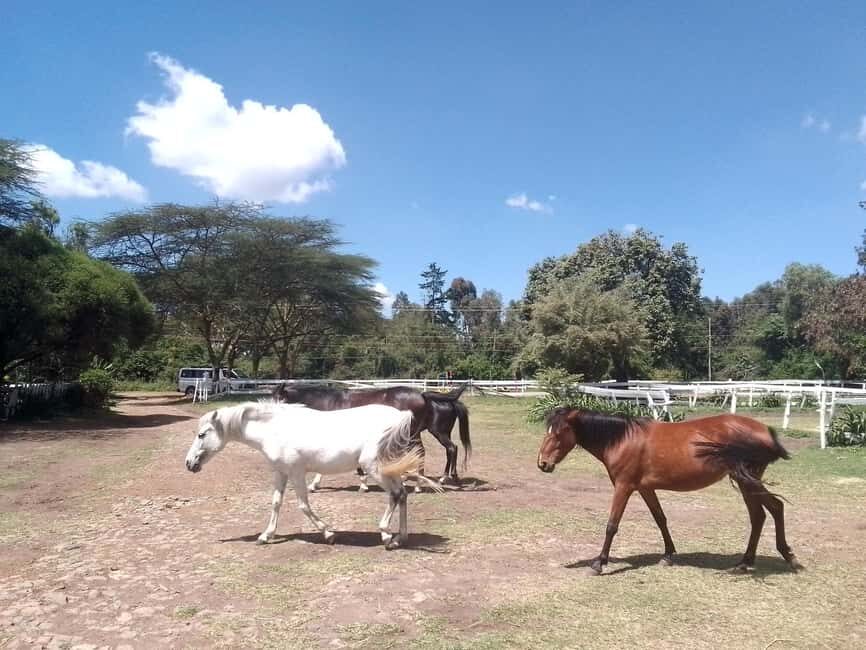 Horse Riding Tour Adventure in Nairobi - The Ride: What to Expect