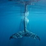 Humpback Whale Safari - The Itinerary: What to Expect on the Day