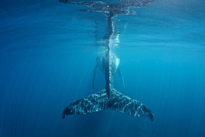 Humpback Whale Safari - The Itinerary: What to Expect on the Day