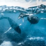 Humpback whale watching and marine life in Moorea - Why This Tour Stands Out