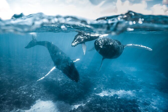 Humpback whale watching and marine life in Moorea - Why This Tour Stands Out
