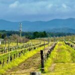 Hunter Valley Escape A Day of Wine Art and Aussie Countryside - Who Should Consider This Tour?
