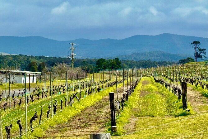 Hunter Valley Escape A Day of Wine Art and Aussie Countryside - Who Should Consider This Tour?