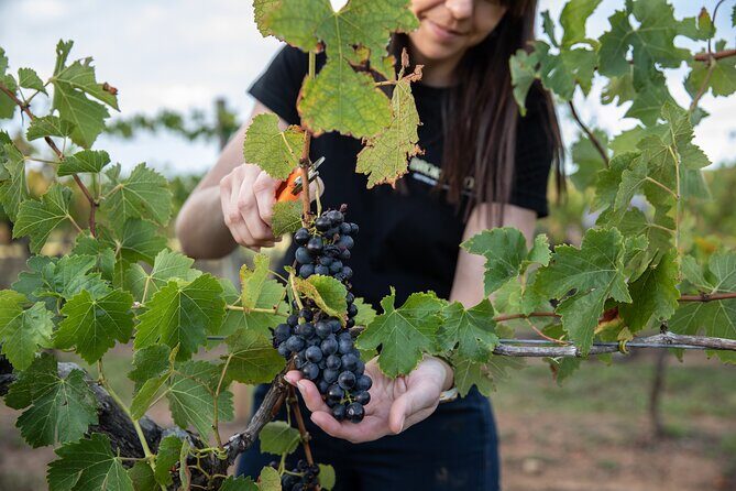 Hunter Valley Premium Tastings with Lunch - Authentic Experiences and Insights from Reviews