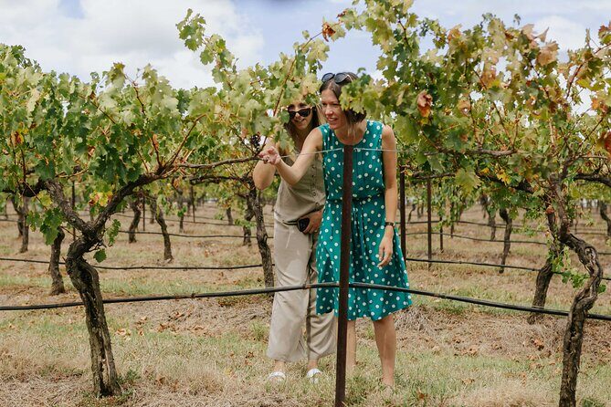 Hunter Valley Wine, Food & Vine Tour with Behind the Scenes - What Really Sets This Tour Apart?