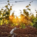 Hunter Valley: Wine Tour with 3 Tastings and Garden Lunch - The Value and Practicalities