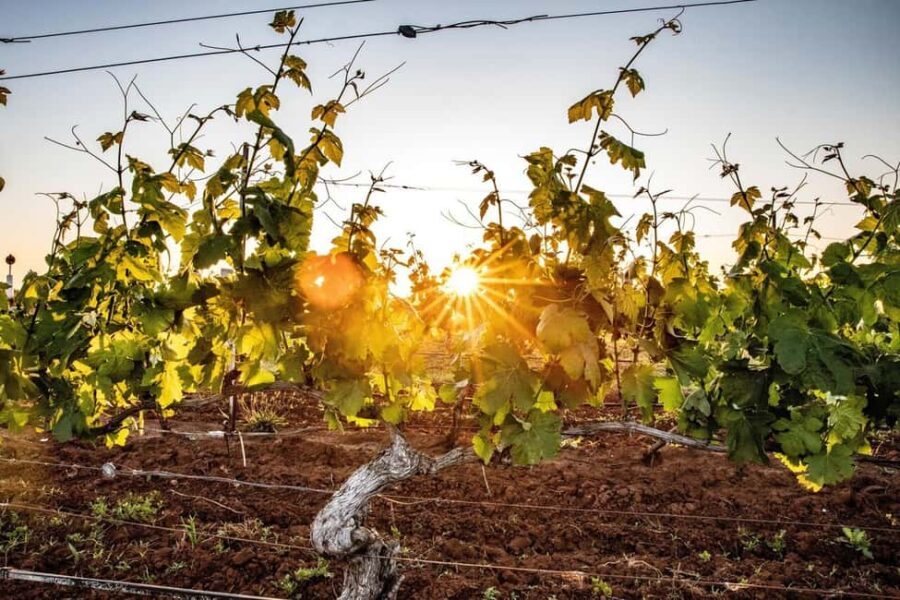 Hunter Valley: Wine Tour with 3 Tastings and Garden Lunch - The Value and Practicalities