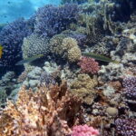 Hurghada: 1 day DIVING Refrechment, Check Dives and Dolphins - What to Expect from the Experience