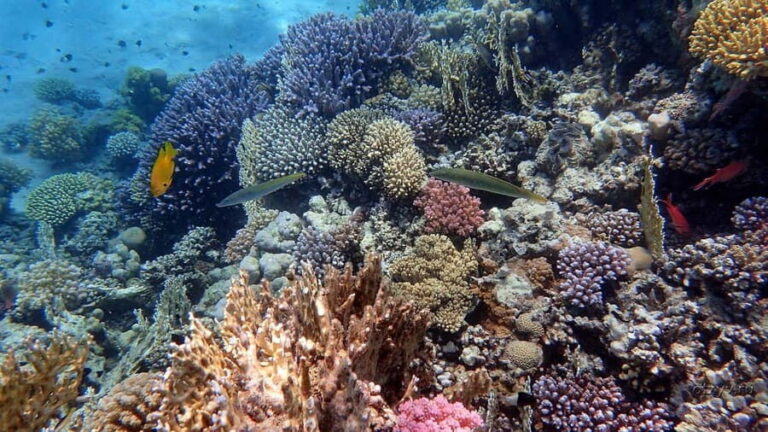 Hurghada: 1 day DIVING Refrechment, Check Dives and Dolphins - What to Expect from the Experience