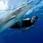 Hurghada: All-Inclusive Elite VIP Dolphin House & Massage - Who Will Love This Tour?