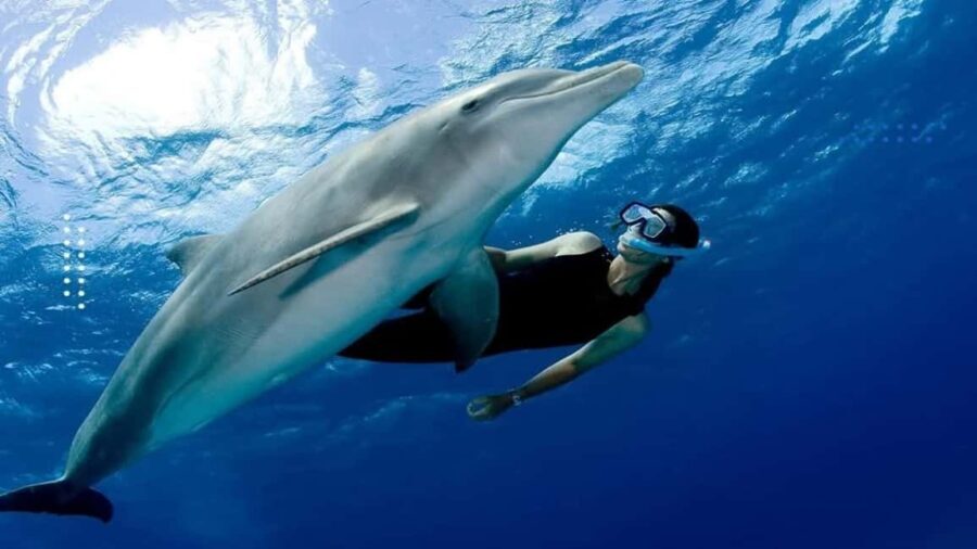 Hurghada: All-Inclusive Elite VIP Dolphin House & Massage - Who Will Love This Tour?