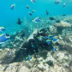 Hurghada: Day Snorkeling with Dolphins - What’s Included and What’s Not