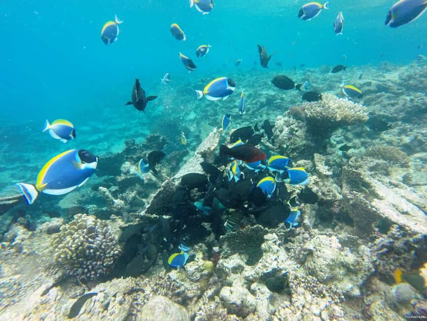 Hurghada: Day Snorkeling with Dolphins - What’s Included and What’s Not
