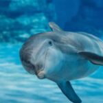 Hurghada: Dolphin & Coral Reef Snorkeling Tour with Lunch - Final Thoughts
