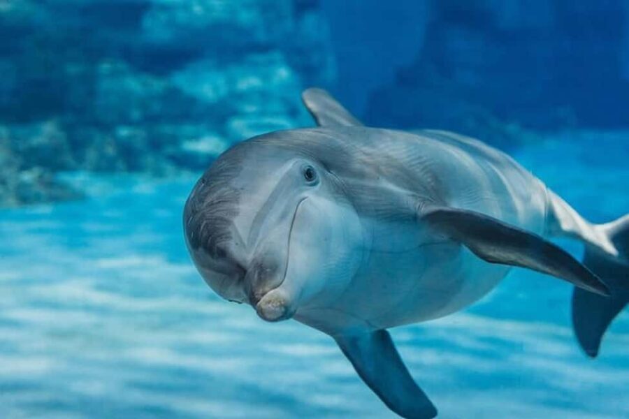 Hurghada: Dolphin & Coral Reef Snorkeling Tour with Lunch - Final Thoughts