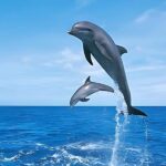 Hurghada: Dolphin Cruise with Snorkeling & Buffet Lunch - Why This Tour Offers Great Value