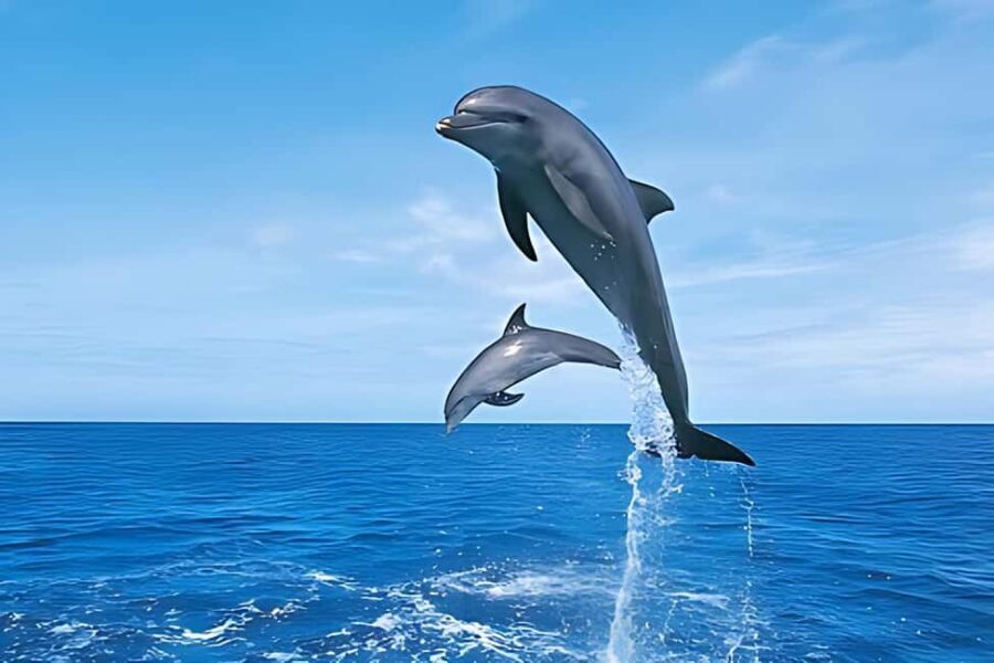 Hurghada: Dolphin Cruise with Snorkeling & Buffet Lunch - Why This Tour Offers Great Value