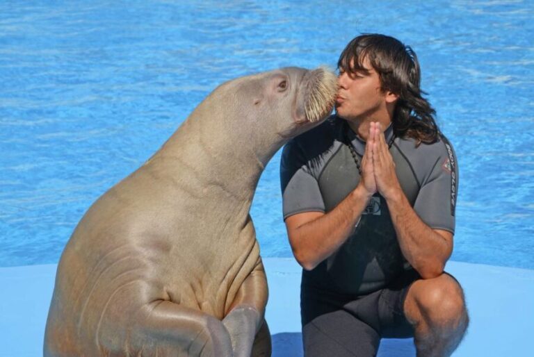 Hurghada: Dolphin World Show with Walruses and Pickup - Who Will Love This Tour?