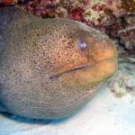 Hurghada: Full-Day Scuba Diving Tour with 2 Sites and Lunch - Why This Tour Works Well