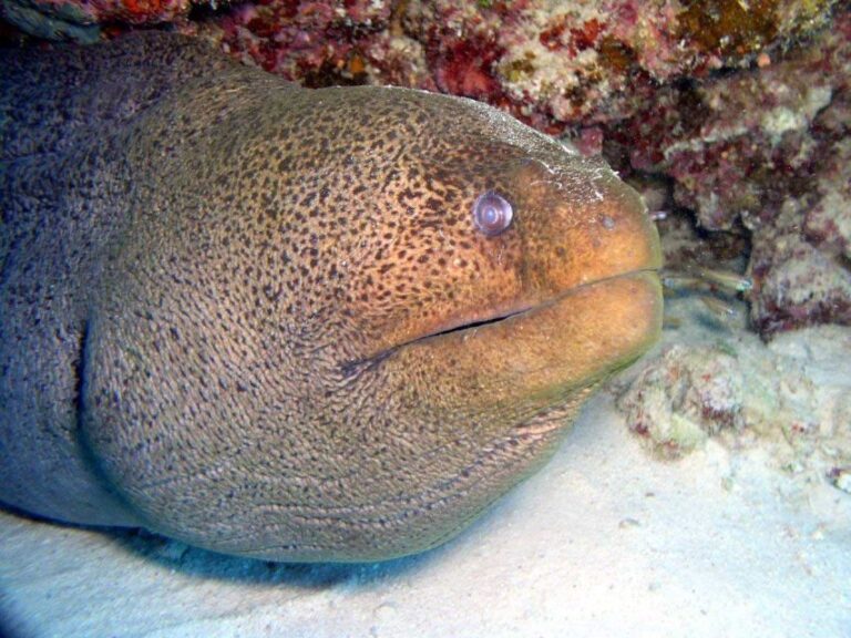 Hurghada: Full-Day Scuba Diving Tour with 2 Sites and Lunch - Why This Tour Works Well