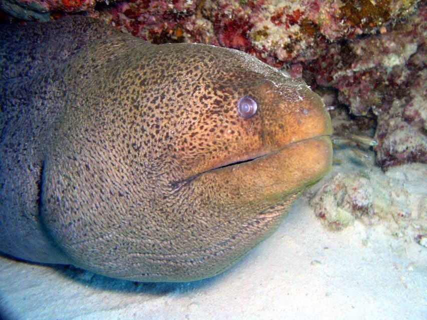 Hurghada: Full-Day Scuba Diving Tour with 2 Sites and Lunch - Why This Tour Works Well