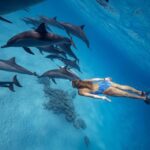 Hurghada or Makadi: Discover the Magic of Dolphin House - The Logistics and What You Should Know