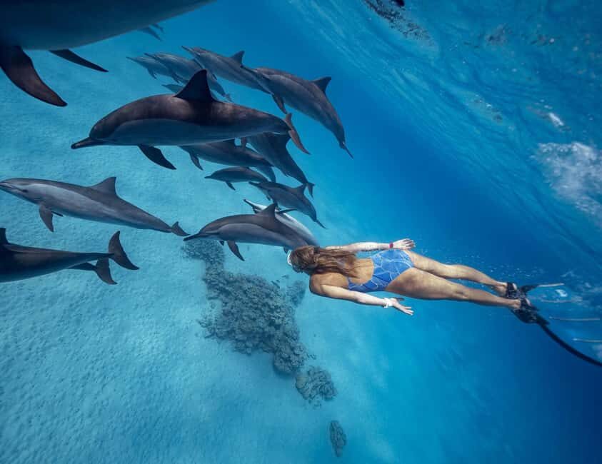 Hurghada or Makadi: Discover the Magic of Dolphin House - The Logistics and What You Should Know