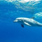 Hurghada: Orange Bay Snorkeling cruise and optional diving - Who Will Love This Tour?