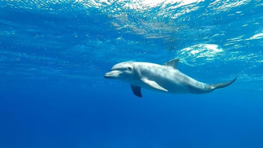 Hurghada: Orange Bay Snorkeling cruise and optional diving - Who Will Love This Tour?