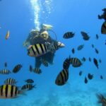 Hurghada: Scuba Diving cruise with lunch & pickup - The Experience: Pros and Cons