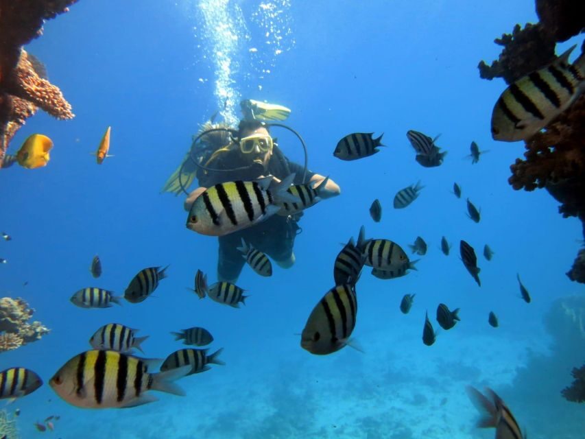 Hurghada: Scuba Diving cruise with lunch & pickup - The Experience: Pros and Cons