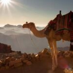Hurghada: Sea & Desert Camel Ride w/Dinner, Show, Stargazing - Cultural and Authentic Elements