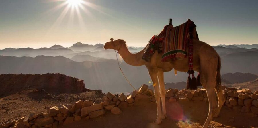 Hurghada: Sea & Desert Camel Ride w/Dinner, Show, Stargazing - Cultural and Authentic Elements