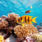 Hurghada: Snorkelling Trip by Speedboat with Hotel Pickup - Who Is This Tour Best For?