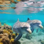 Hurghada: Yacht Trip Dolphin Watching W Lunch & Multi Option - The Overall Value