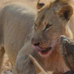 Hwange Full Day Safari from Victoria Falls - An In-Depth Look at the Hwange Safari Experience