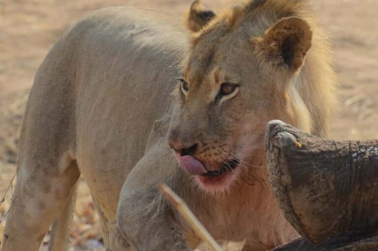 Hwange Full Day Safari from Victoria Falls - An In-Depth Look at the Hwange Safari Experience