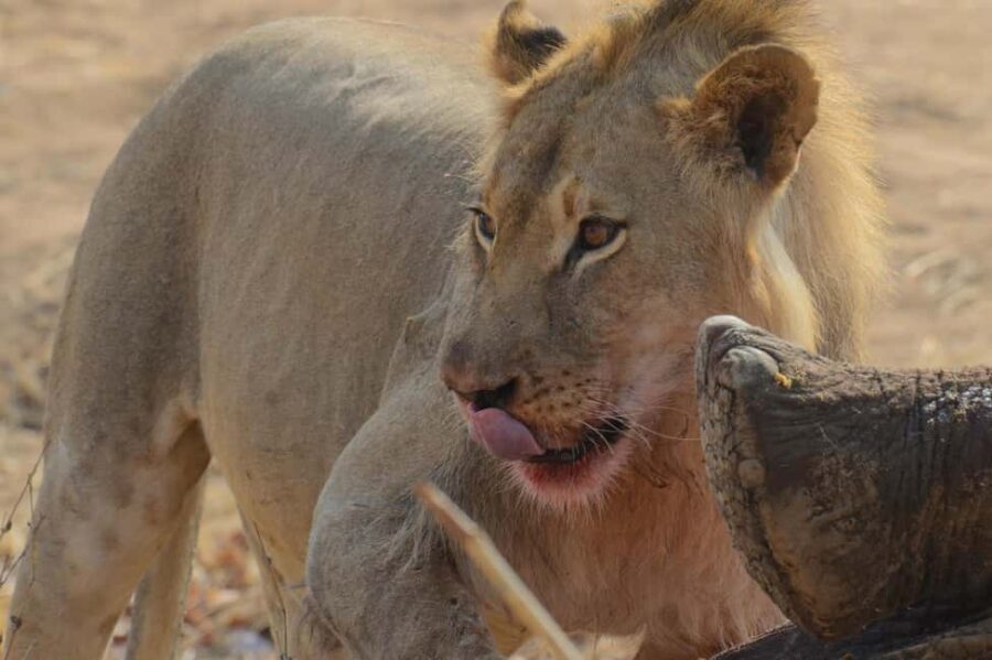 Hwange Full Day Safari from Victoria Falls - An In-Depth Look at the Hwange Safari Experience