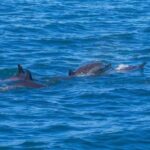 ile aux Benitier: Tour with dolphin watch & lunch - Who is This Tour Best Suited For?