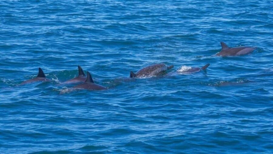 ile aux Benitier: Tour with dolphin watch & lunch - Who is This Tour Best Suited For?